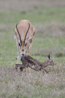 Newly born Grant's Gazelle